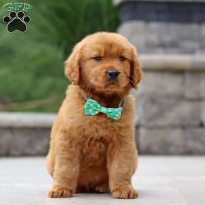 Tony, Golden Retriever Puppy